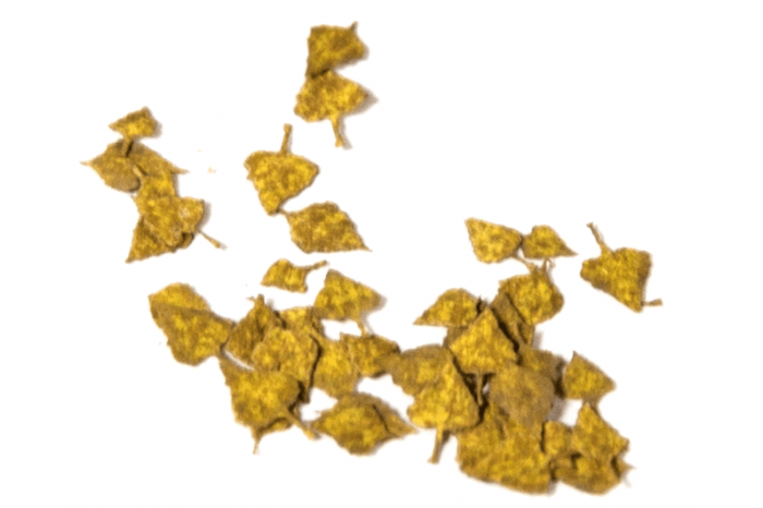 Birch autumn - 1:35 - 8102